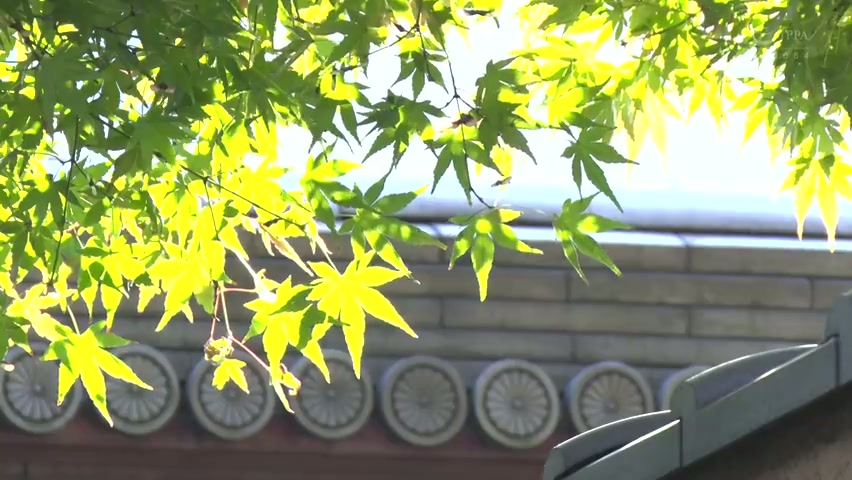 [ Jav Sub Indo ] Suatu malam minum-minum dengan ibuku tercin...