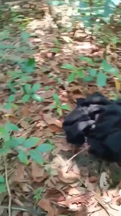 00Perawan main di kebon.mp4