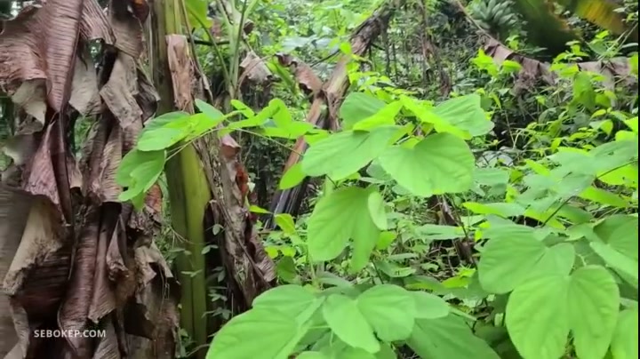 Petani Semok Ngewe di Kebun Pisang - NgenTub.mp4